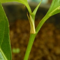 <i>Rinorea bengalensis</i>  (Wall.) Kuntze